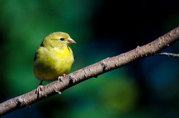 Female American Goldfinch Perched on a Branch