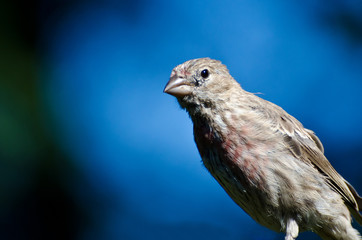 Female House Finch Against a Blue Background