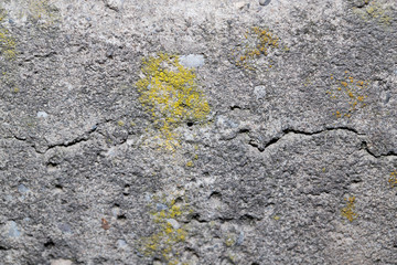 moss on the concrete. macro