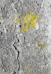 moss on the concrete. macro