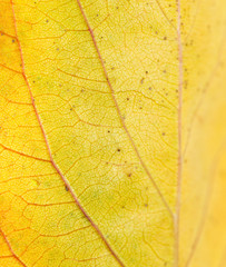 Naklejka na ściany i meble background of yellow leaves. macro