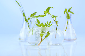 Plants in test tubes, on color background