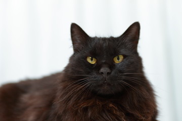 Obraz premium Czarny kot