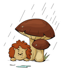 hedgehog in the rain