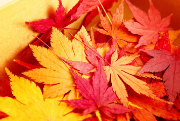Naklejka na ściany i meble Autumn maple leaves in box