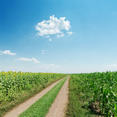 dirty road in field with sunflowers and blue sky