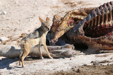 Schabrackenschakal. Namibia