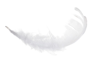 pure isolated white feather