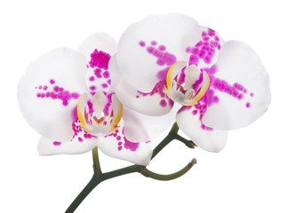 two orchids with pink spots