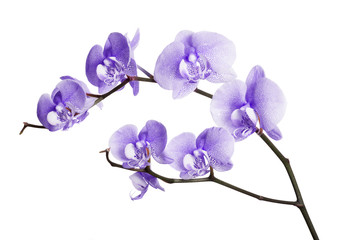 Fototapeta na wymiar dark lilac orchid spotted flowers