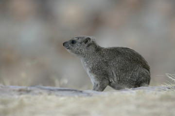 Bush hyrax or Yellow-spotted rock dassie,  Heterohyrax brucei