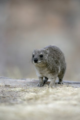 Bush hyrax or Yellow-spotted rock dassie,  Heterohyrax brucei