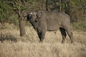 Obraz premium Cape buffalo, Syncerus caffer caffer