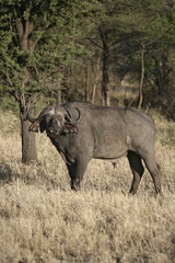 Fototapeta premium Cape buffalo, Syncerus caffer caffer