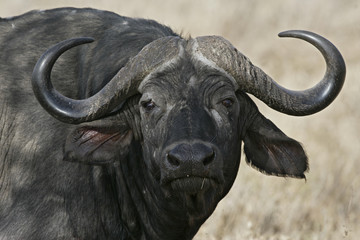 Cape buffalo,  Syncerus caffer caffer