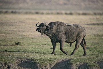 Cape buffalo,  Syncerus caffer caffer