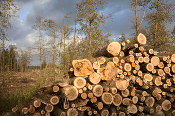Retaunierung eines Waldes mit Holzstämme