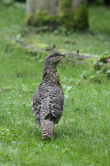 Capercaillie, Tetrao urogallus