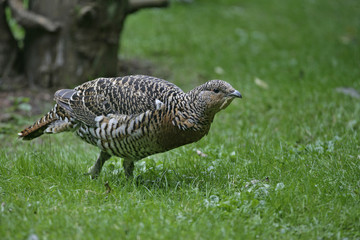 Capercaillie, Tetrao urogallus