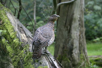 Capercaillie, Tetrao urogallus