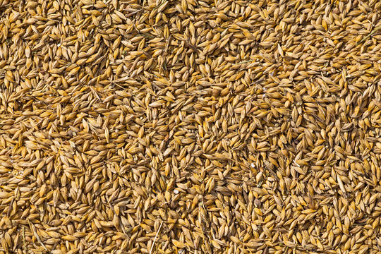 golden wheat corn background