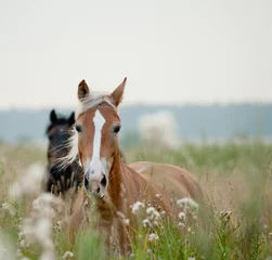 Papier Peint photo Lavable Chevaux chevaux dans le champ