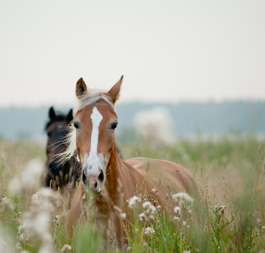 Fototapeta horses in field