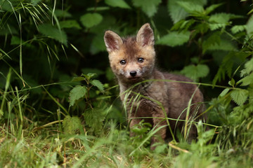 renard
