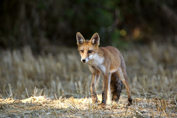 renard
