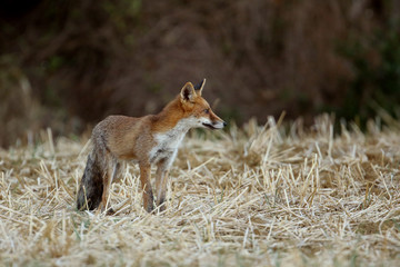 renard