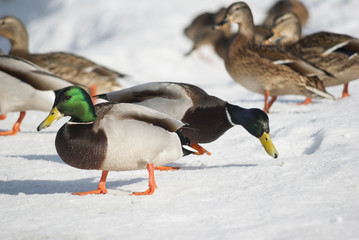 Mallard ducks