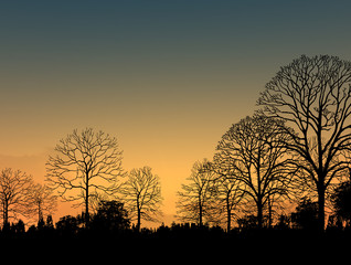 Fototapeta na wymiar Beautiful landscape image with trees silhouette at sunset 