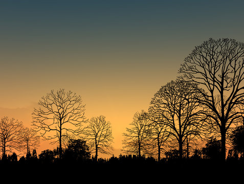 Beautiful landscape image with trees silhouette at sunset 