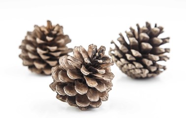 Brown cones on white background