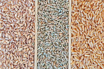 Wheat varieties