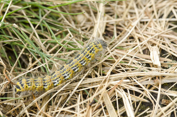 Hairy yellow caterpillar