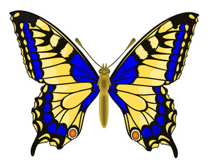 Butterfly Papilio machaon Linnaeus