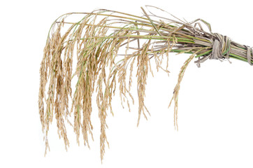 paddy rice on white background