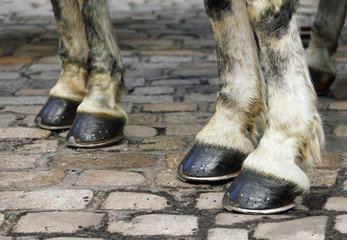 Fototapeta premium Two pair of white horse hooves on a block pavement