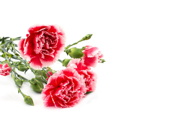 Fresh carnations  isolated on white background