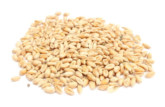 Wheat grain isolated on white background