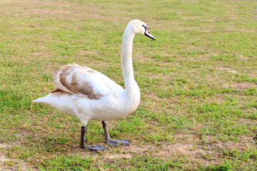 Single white goose