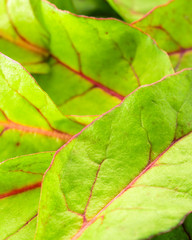 Fresh green chard salad background