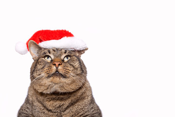 Gray cat with red Santa Claus hat.