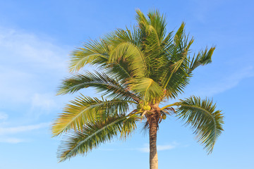 Coconut tree