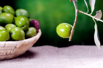 Green olive isolated