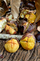 roasted chestnuts