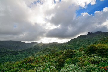 Fototapeta na wymiar Tropikalny las deszczowy w San Juan