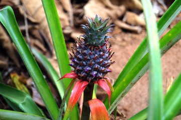 Fototapeta premium Pineapple, Zanzibar