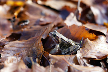 Erdkröte im Laub unterwegs